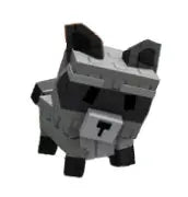 Raccoon